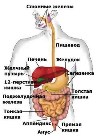 желудочно-кишечный-тракт