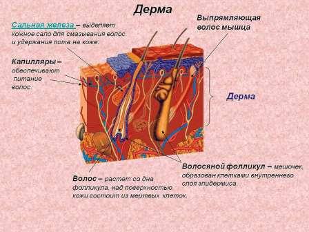 дерма