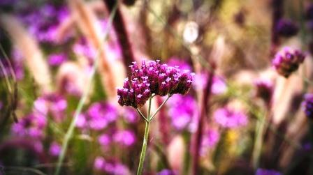 verbena