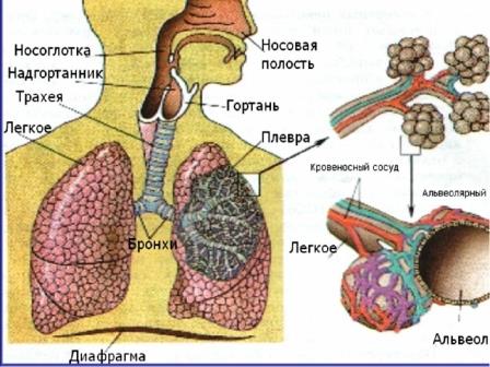 органы_дыхания