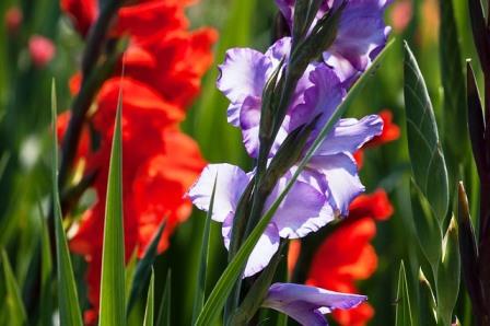 gladiolus