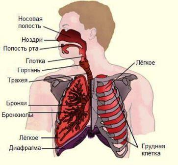 органы_дыхания